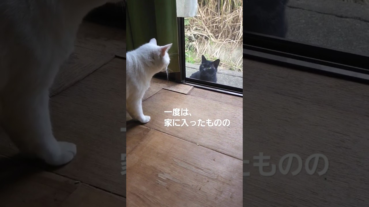 山の主、そろそろ我が家にきませんか？#shorts #野良猫