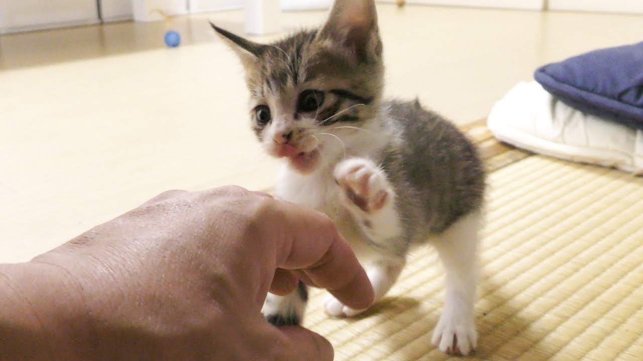 手で遊ぶ子猫が恐怖を感じるほどかわいすぎましたwww