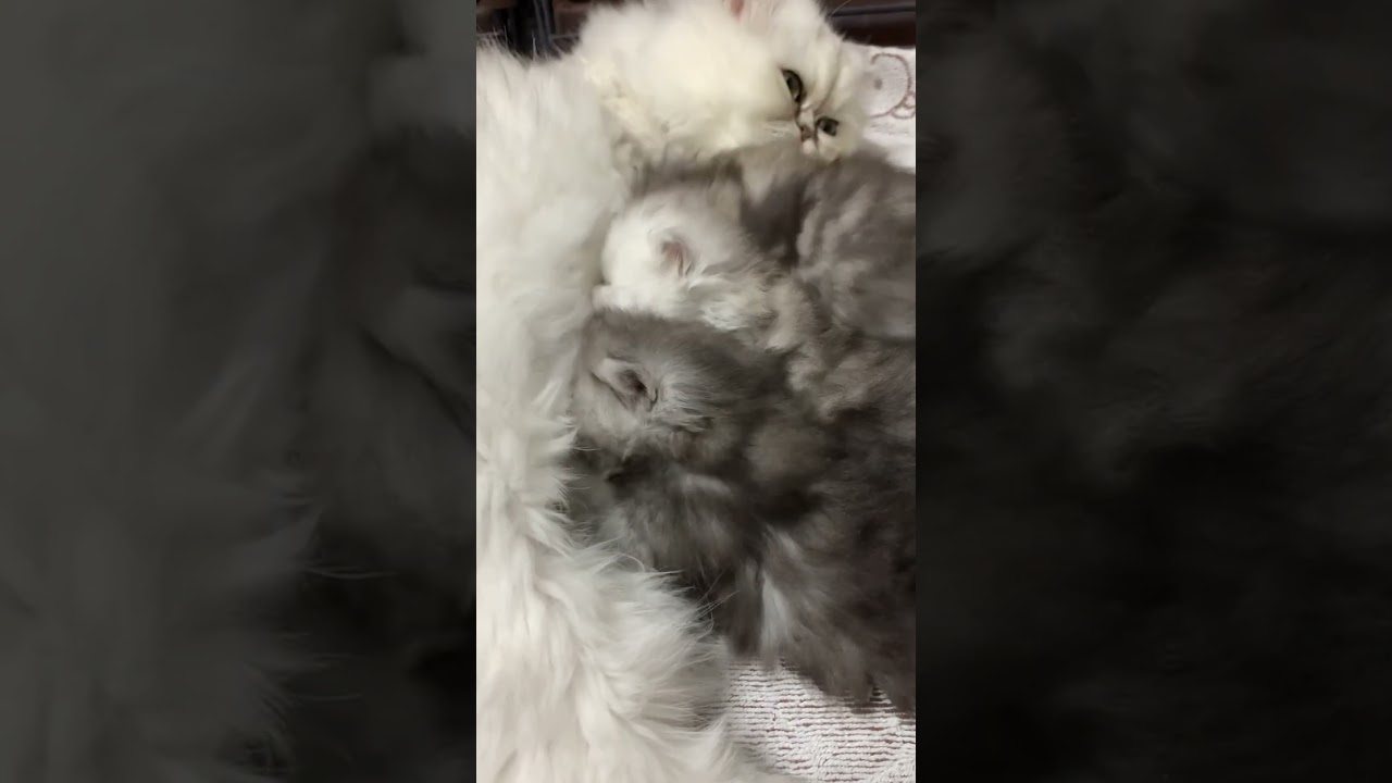 ペルシャ赤ちゃんとお母さん😻🐈横浜 子猫専門ブリーダー「律子の部屋」 #shorts #ペルシャ #猫のいる暮らし