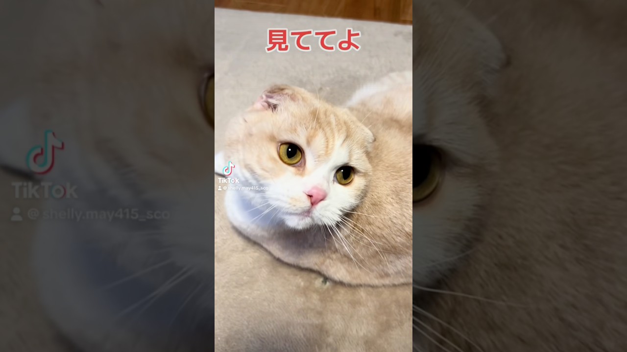 スーパーモデル爆誕。#猫 #バズれ #スコティッシュフォールド