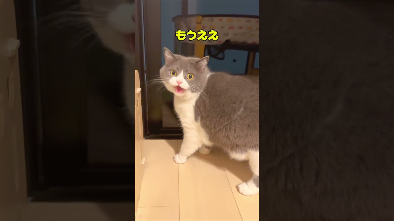 【日本一美猫の日常】自由への追求  #日本一 #美猫 #日常  #かわいい #猫 #ブリティッシュショートヘアー #cat #cutecat #まる