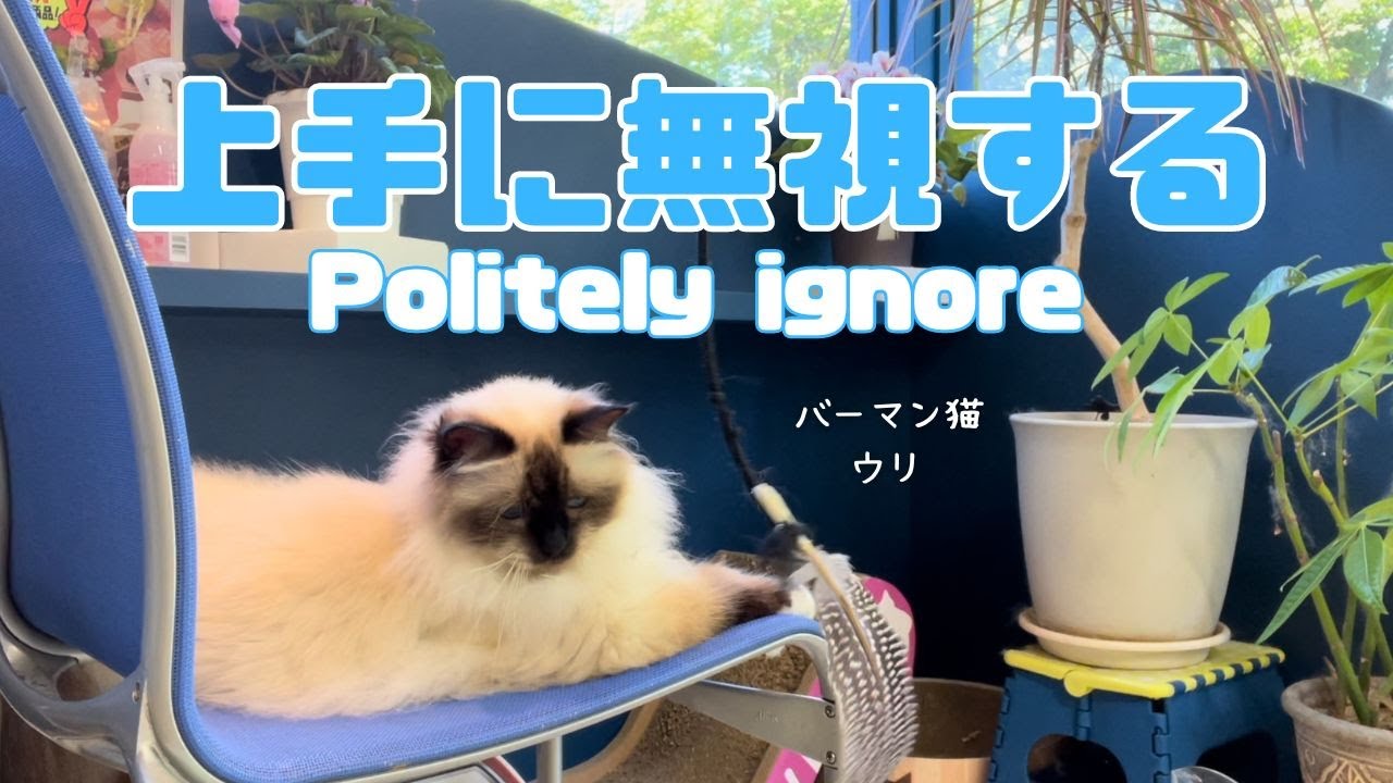バーマン猫ウリ【上手に無視する】Politely ignore（バーマン猫）Birman/Cat