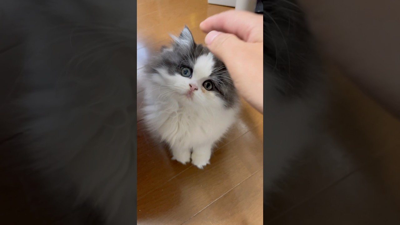 可愛い子猫を撫でようとしたらピラニア子猫だった #shorts