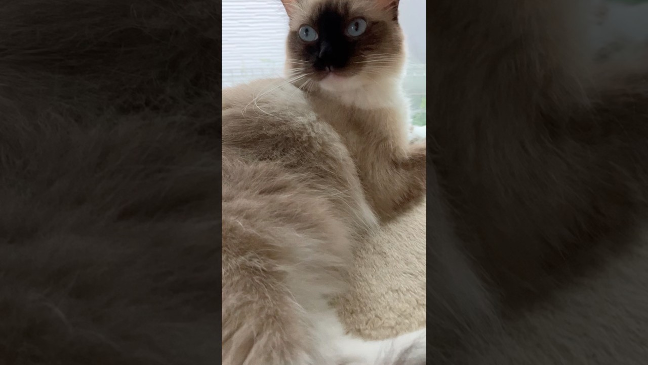 ラグドールのたぬきみたいな女の子 #music #cat #ragdoll #猫のいる暮らし #ラグドール #kitten #ragdolls #cute #バグドール #catlover