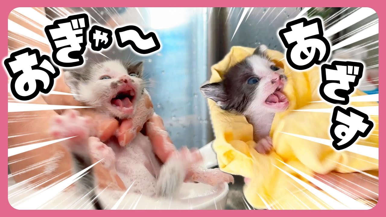 子猫シャンプーのあとは風呂上がりの一杯がウマいらしい【保護猫生活】