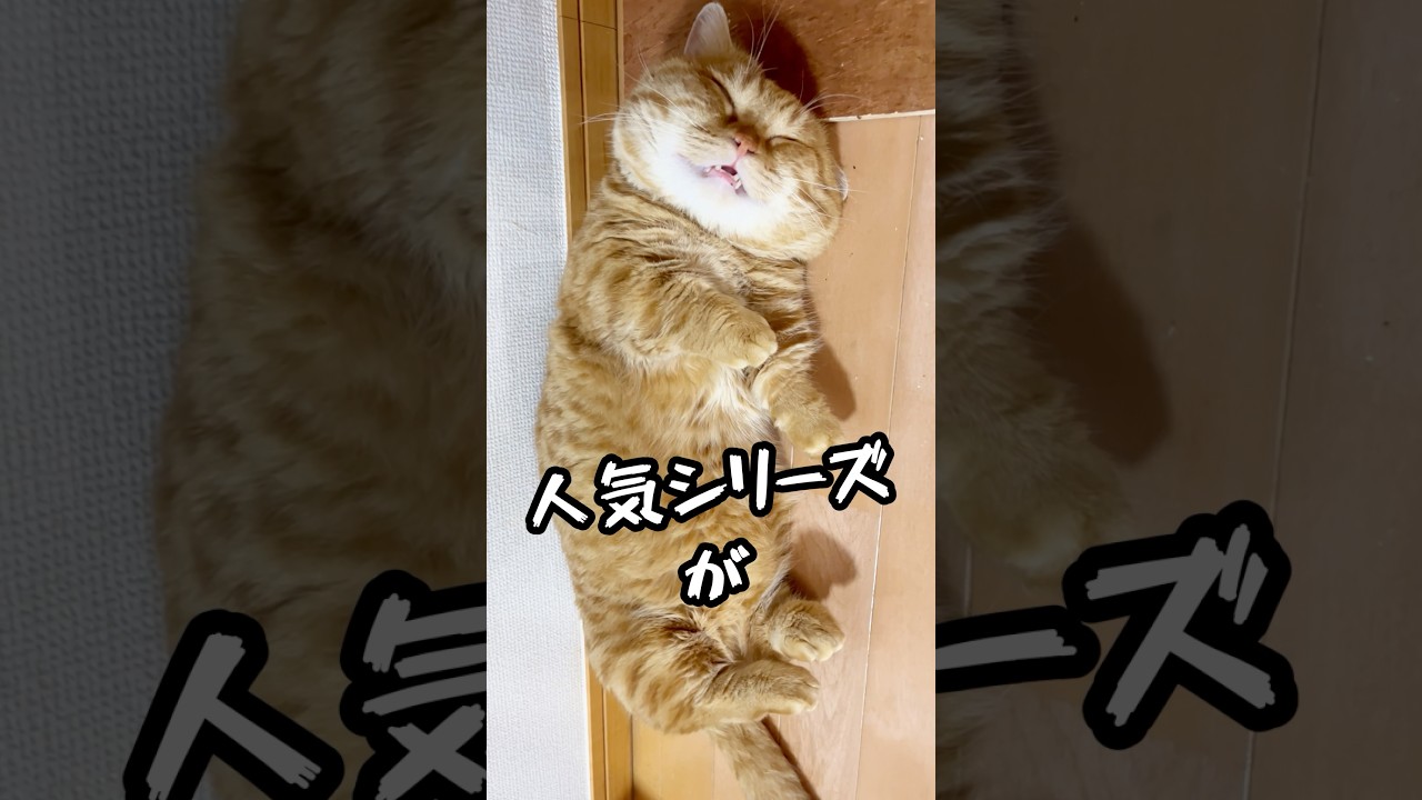 電撃移籍！ #猫 #マンチカン #shorts