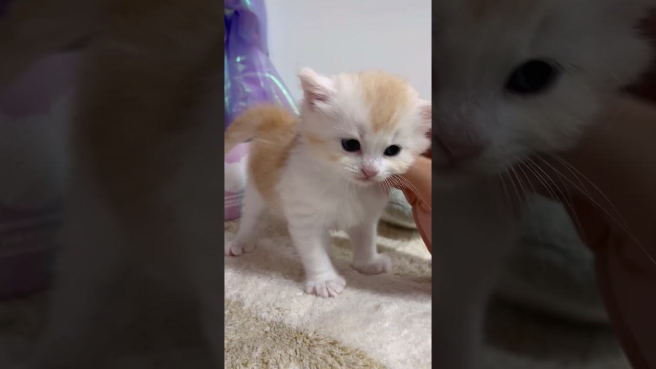 【長足マンチカン】2024年9月21日生まれ♡男の子 #cat #kitten #かわいい子猫 #子猫  #cute #猫好きさんと繋がりたい #マンチカン #子猫ブリーダー #マンチカンブリーダー