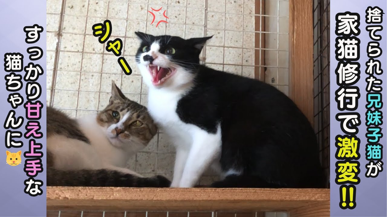 【保護猫】生後3ヶ月で捨てられた兄妹子猫が、家猫修行で激変‼すっかり甘え上手さんになっちゃった^^