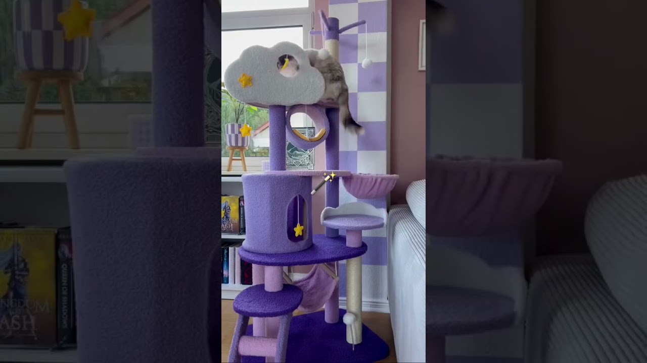 Cats are full of personality #cat #catshorts #katze #kratzbaum #kitten #cattree