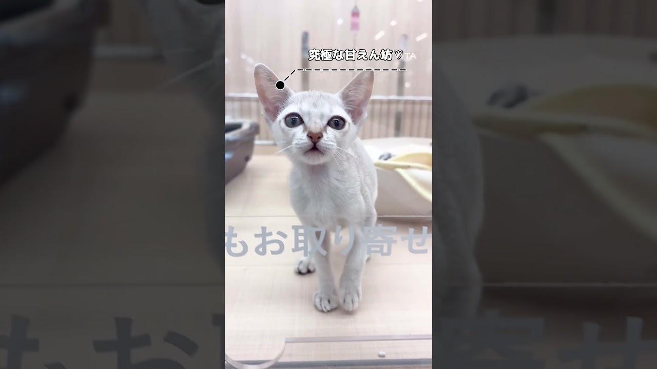 とっても甘えん坊なシンガプーラの女の子#shorts#pets＃シンガプーラ#cat #ペットショップ#ペッツワン城山店＃子猫