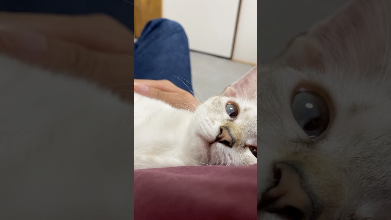腕の中にねこ　#元保護猫　#シャムトラ　#シャムミックス　#cat #猫耳 #kitten #シャムmix  #子猫 #猫耳