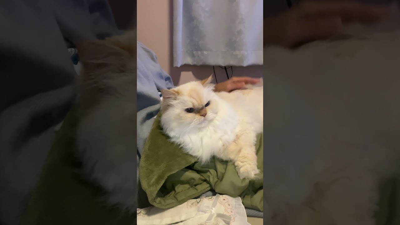 ♥チーノの日常「🐱ママ、甘えたい…」（猫＝ホワイトヒマラヤン＝13歳）癒やし＃Shorts　くつろいでいたら「ひざに乗っていいですか…」と 遠慮しながら言ってきました。#cat #pets #cute
