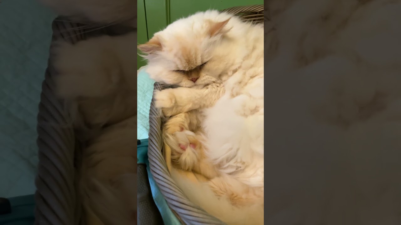 ♥チーノの日常「😾僕は眠いんです。眠らせてください」（猫＝ホワイトヒマラヤン＝13歳）＃Shorts　初めてのショート動画（お試し）#cat