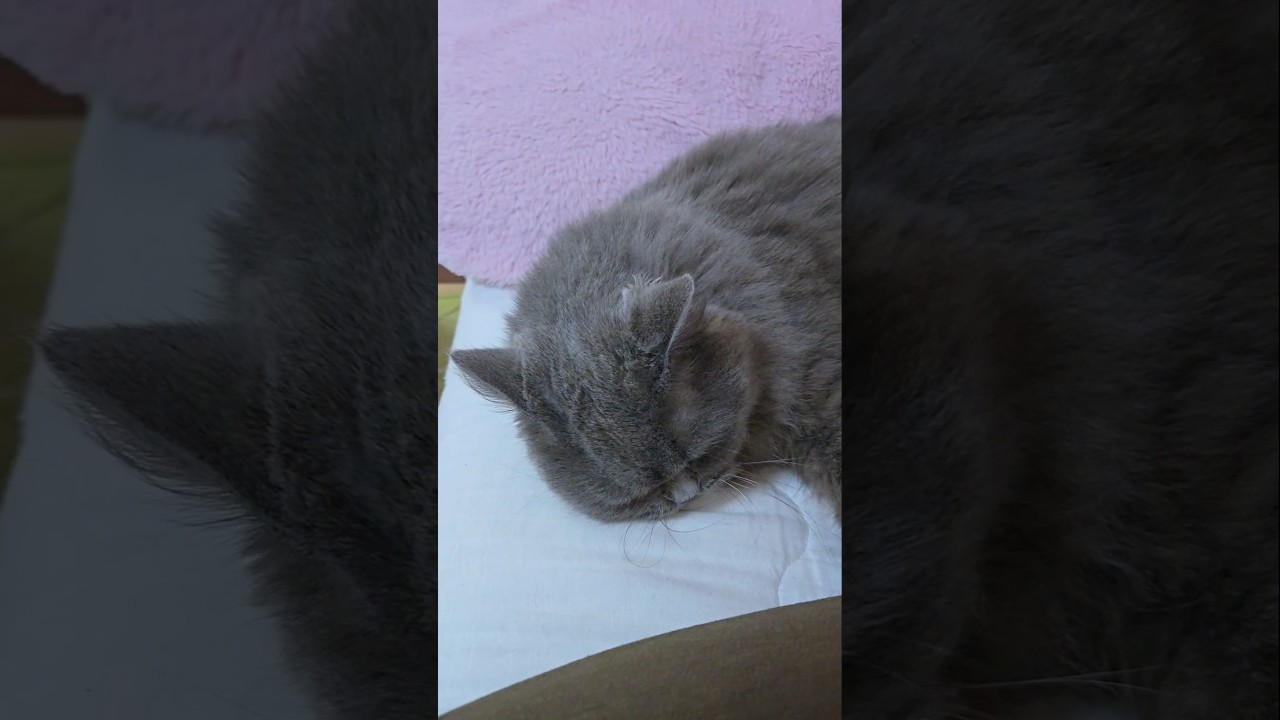 たまには…【サイベリアン・キキのKIKICHANNEL】#サイベリアン #猫 #shorts