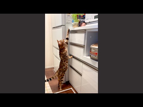 豆苗を食べたいけど届かない草食系ベンガル猫