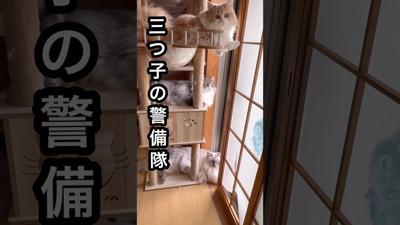 三つ子のサイベリアン猫たちの警備隊　#shorts