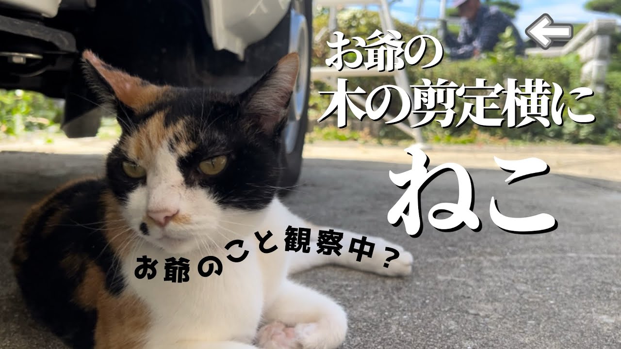 サルスベリの木の剪定横に猫、ネコはお爺の様子を伺っている。