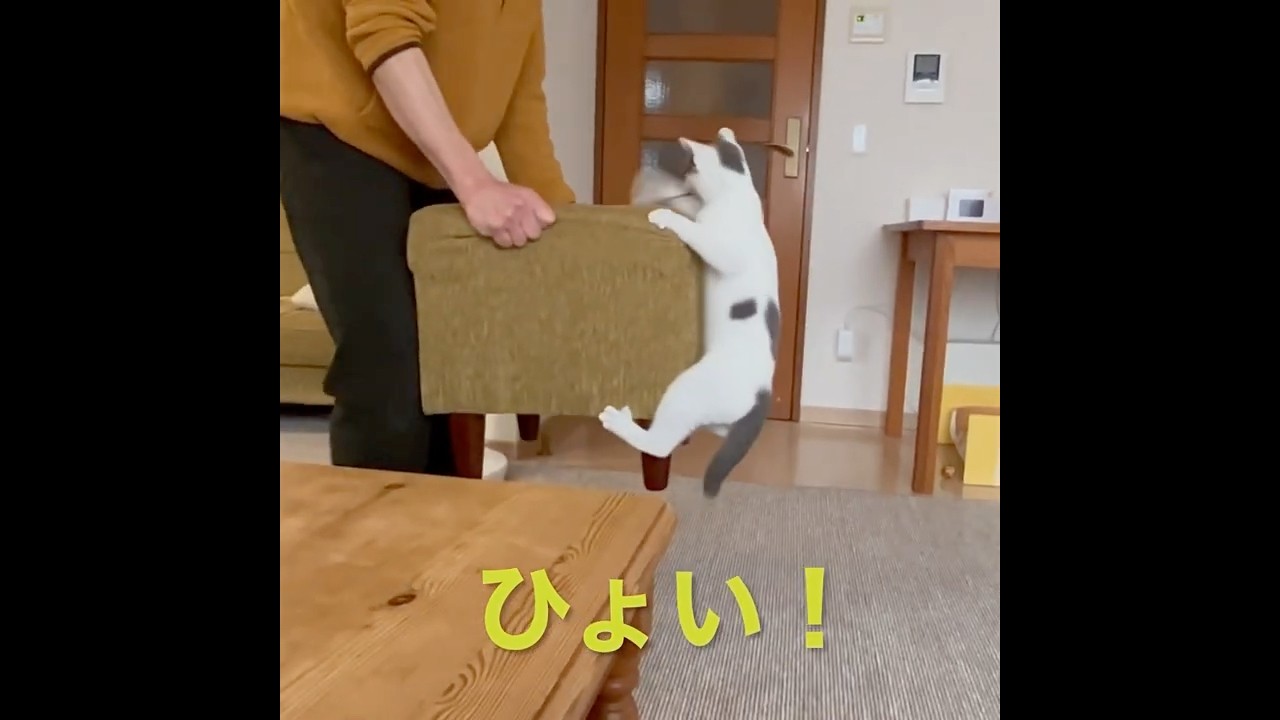 垂直跳び！さらに…  #shorts #保護猫 #子猫 #かわいい子猫 #cat #癒し #子猫のジャンプ