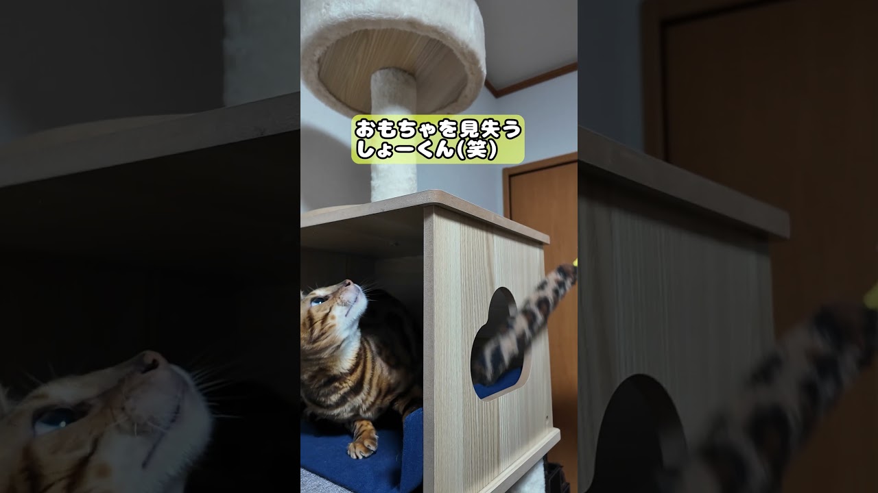 【猫】2024年10月17日 #cat #kawaii #ベンガル #猫のいる暮らし