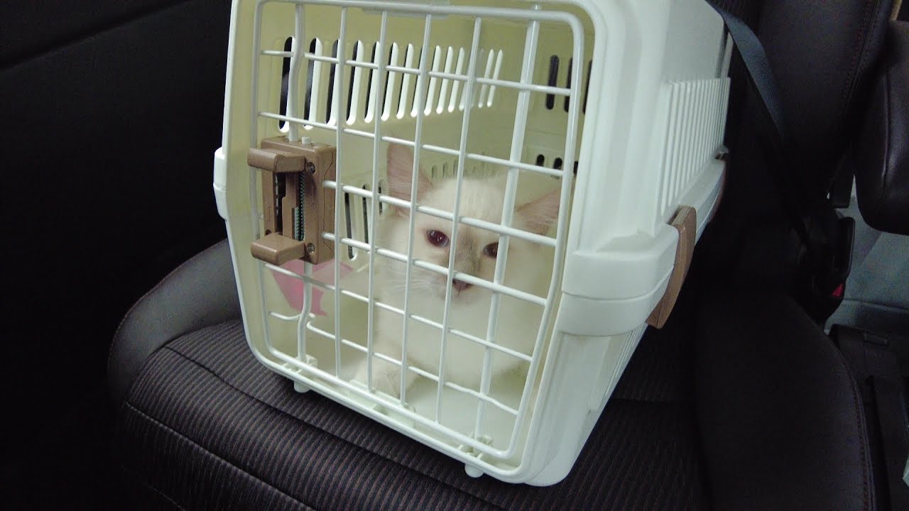 バーマンの男の子が家族になりました。名前はカイくんです。