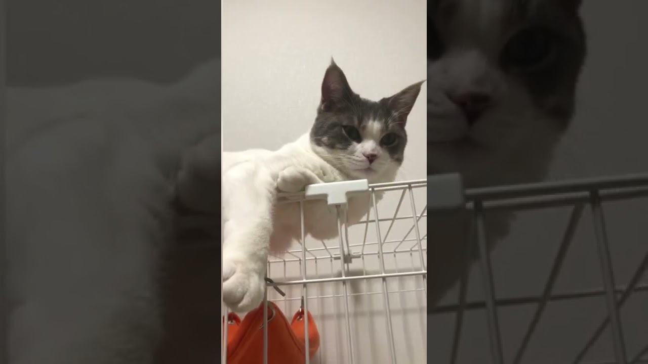 ししゃもさんの癖 #shorts 【マンチカン】