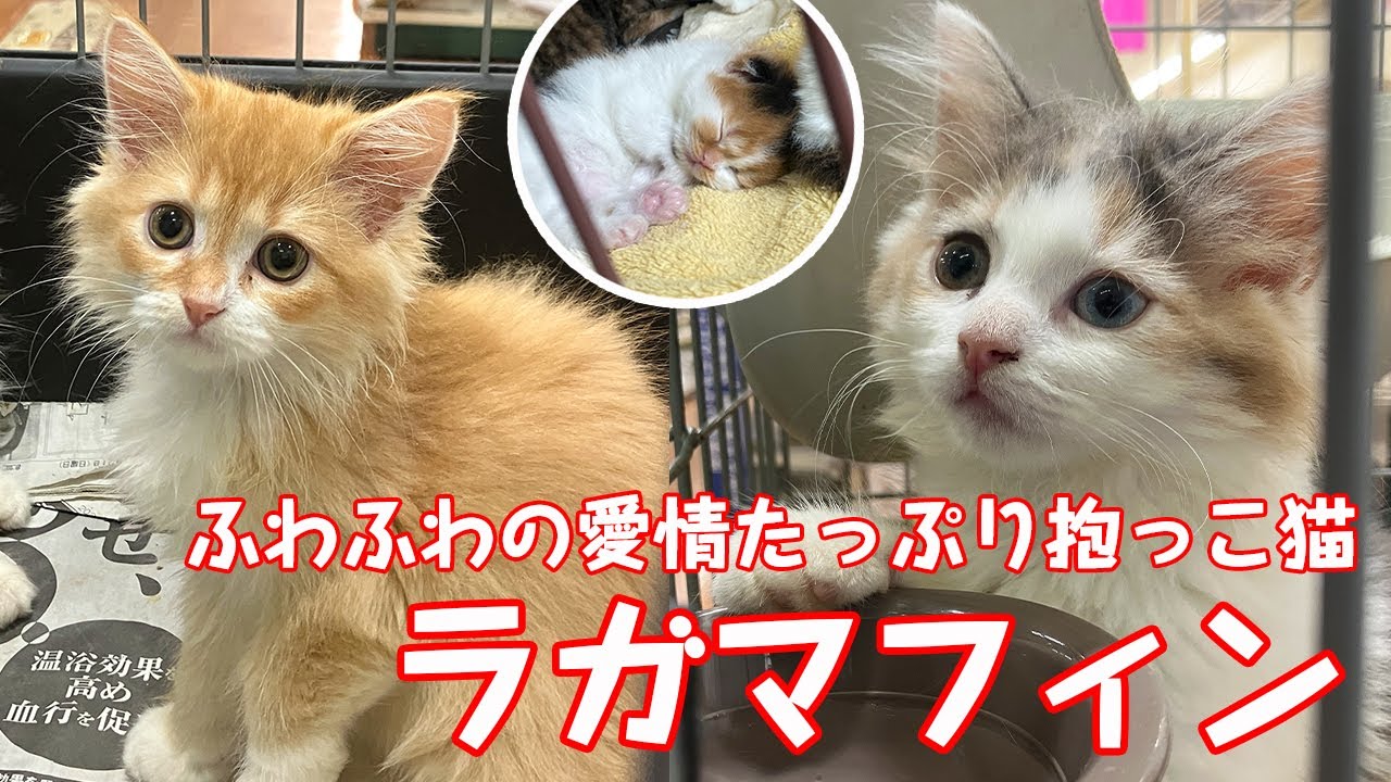 【ラガマフィンという可愛い子猫！】ふわふわの愛情たっぷり抱っこ猫として人気のラガマフィンに会えるお店を紹介します！