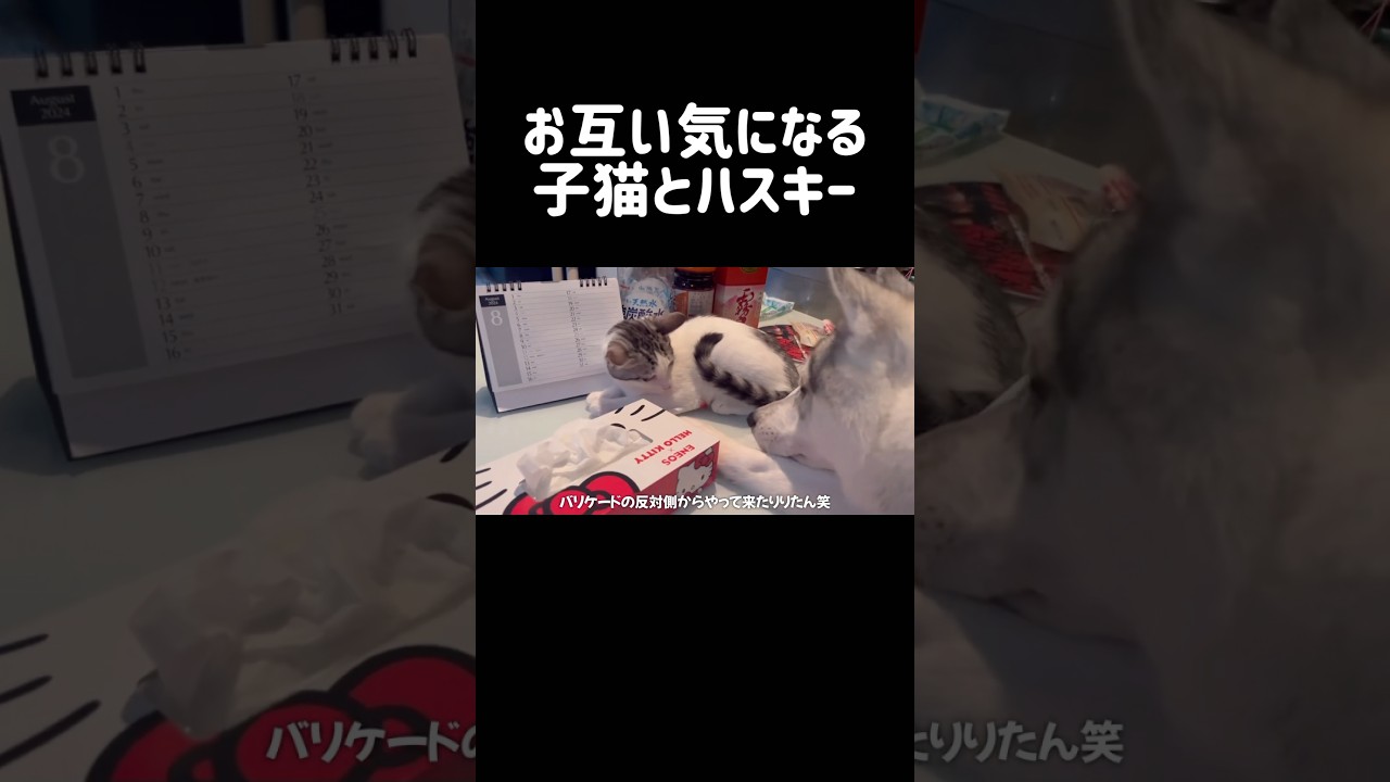 お互い気になる子猫とハスキー #シベリアンハスキー #ハスキー #子猫