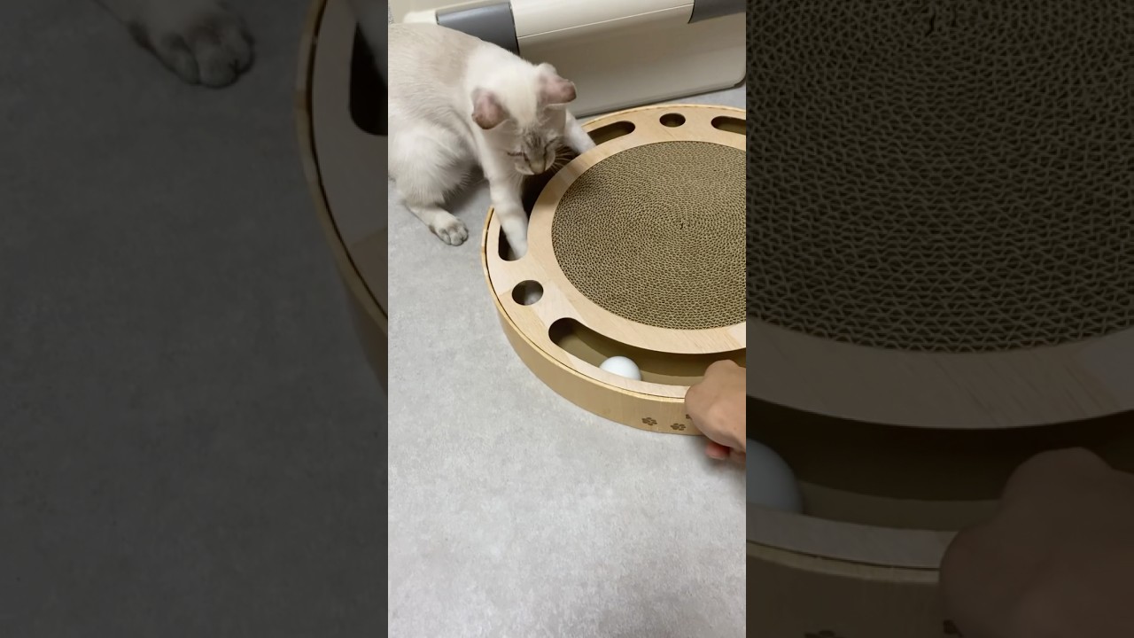 玉転がし遊び　#元保護猫　#シャムトラ　#シャムミックス　#cat #猫耳 #kitten #シャムmix  #子猫 #猫耳
