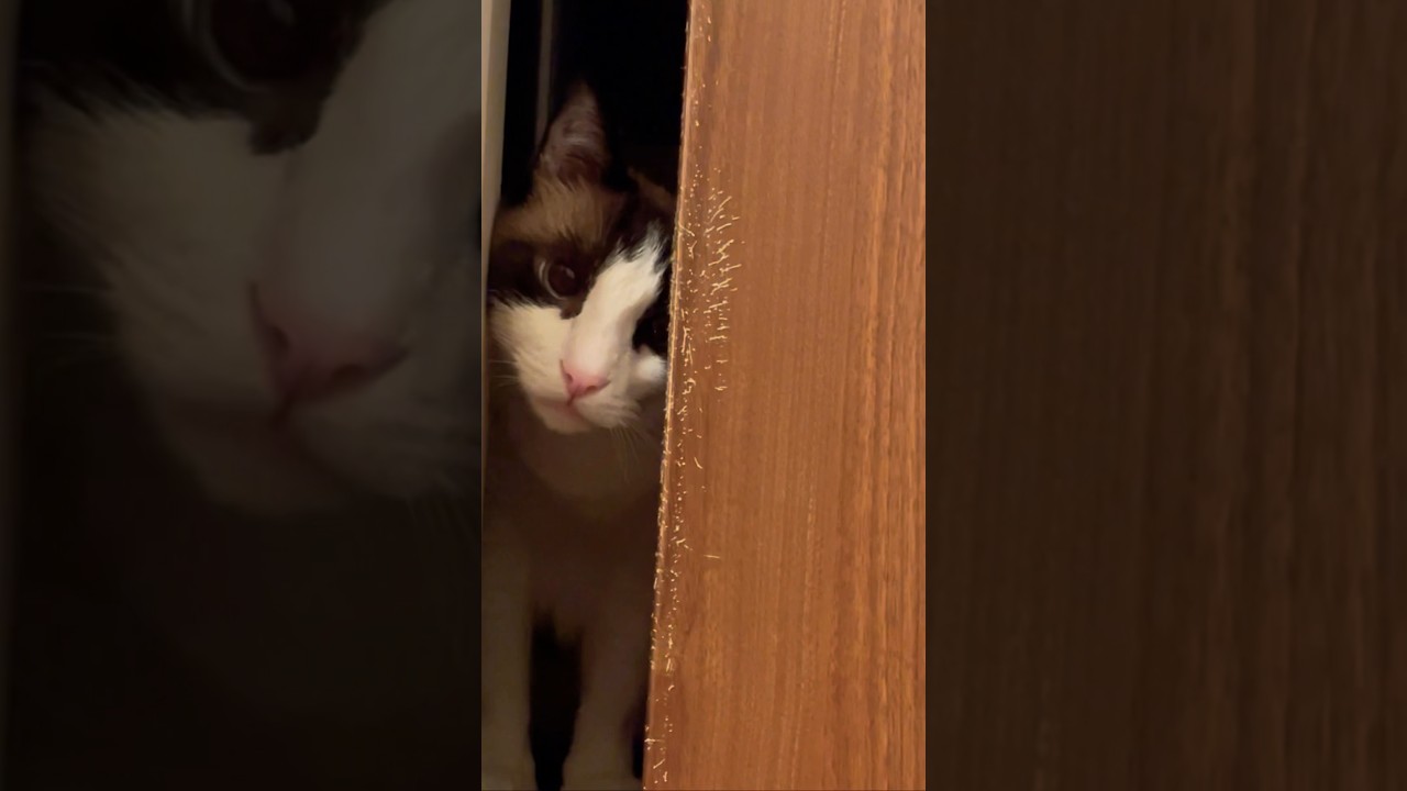 顔だけ外に出すと可愛くなれるの？#スノーシュー猫 #cat #shorts