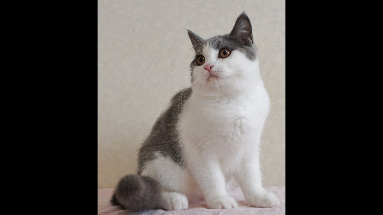 ブリティッシュショートヘアー子猫　British Shorthair　2024.5.17産まれ　ブルー＆ホワイト　男の子　シーダキャット猫のお店