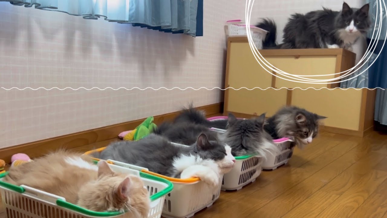 【５ショット写真に挑戦‼︎】みんな集まってくれるかな？？ノルウェージャンフォレストキャットとターキッシュアンゴラ♡