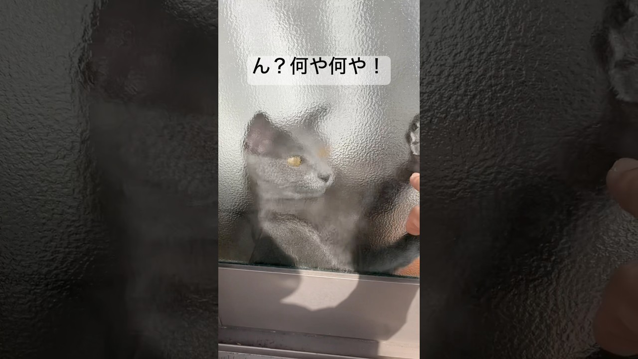 すりガラス越しのロシアンブルー