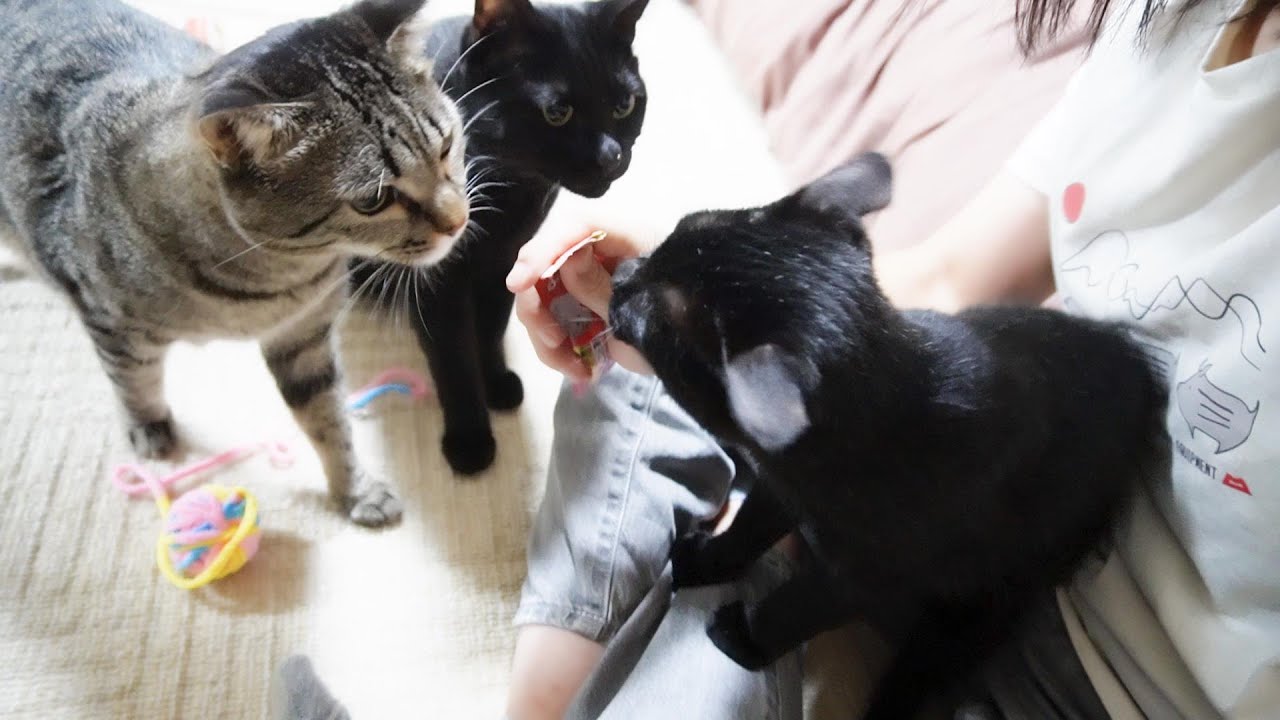 子猫にシャーするかはねねこ次第！