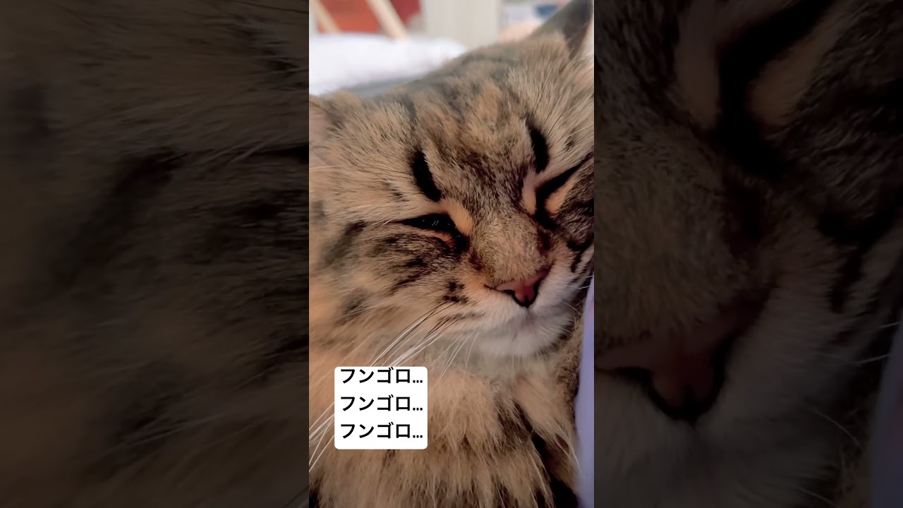 ド甘えモード　#サイベリアン #猫 #ゴロゴロ