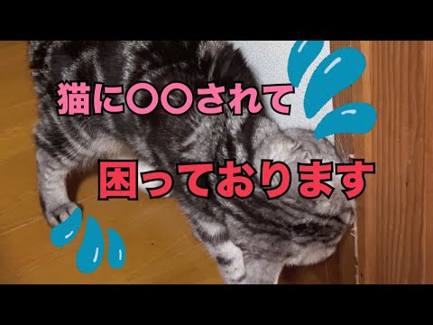 【猫動画】うちの猫が全部取っちゃうんです💦 #猫 #cat #アメショ #アメリカンショートヘア #videos #猫動画