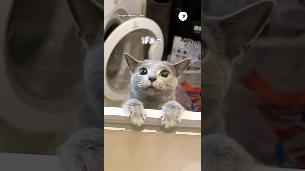 ビックリさせたかったのに…｜PECO #ロシアンブルー #猫 #愛猫家 #猫のいる暮らし #russianblue #cat #catlover #catlife