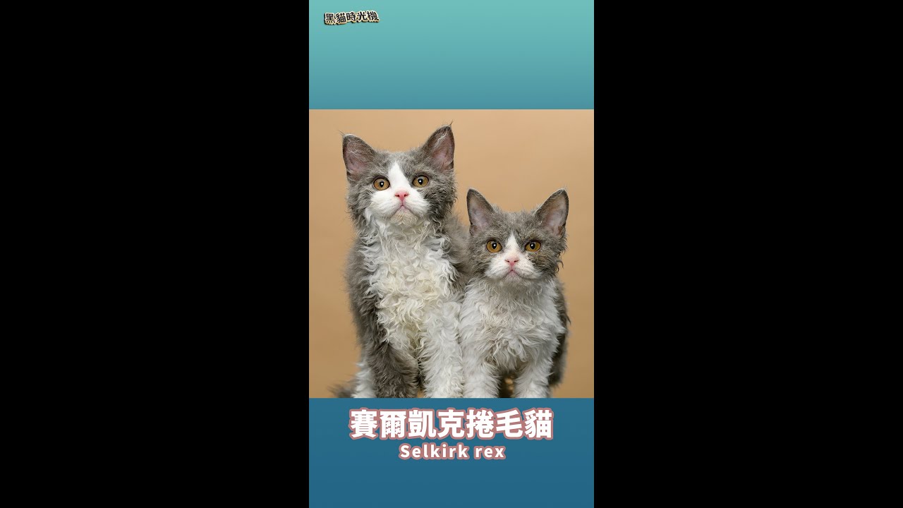 【離子燙的貓 - 賽爾凱克捲毛貓】#shorts