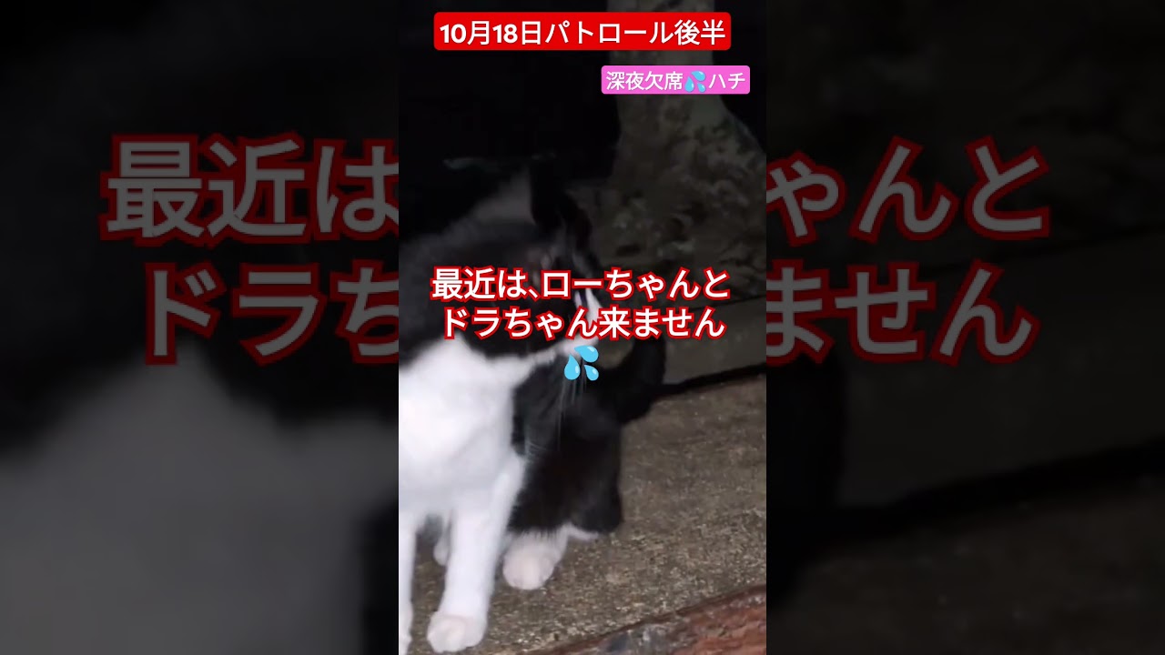 【10月18日パトロール後半】ハチ💦深夜来ず(^_^;)