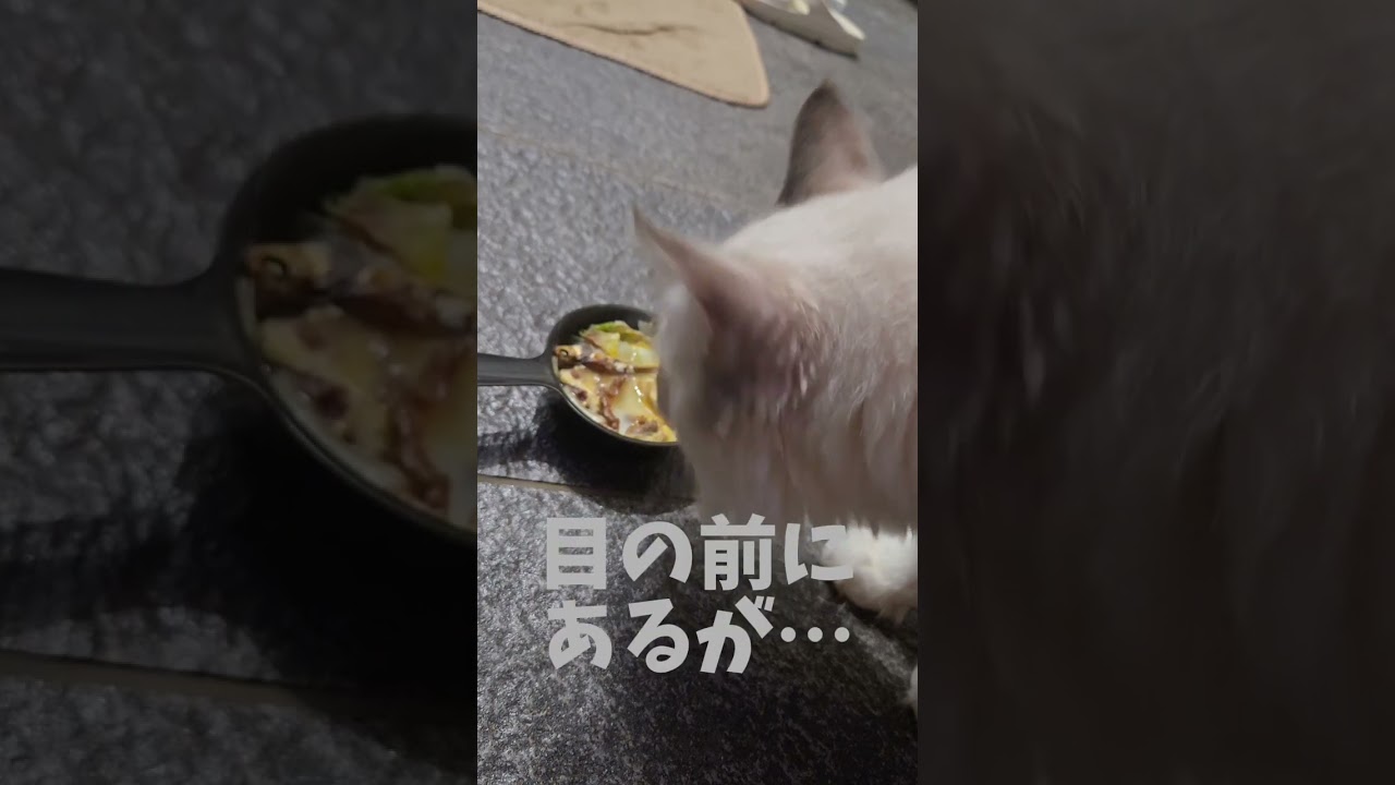 ぬっこにすき焼きあげてみた #shorts #アイオス #ラグドールハウス #ラグドール #フクロモモンガ #cat #cats #catsvideo #猫 #猫のいる暮らし