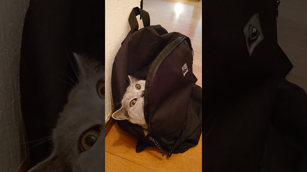 【猫動画】お出かけ準備万端な猫 #shorts #猫 #ネコ #シャルトリュー  #cat  #ねこ