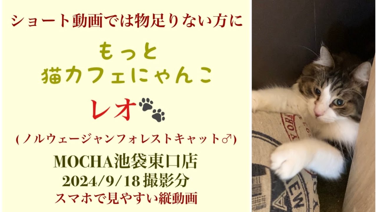 【完全版】　🐱レオ🐱　(ノルウェージャンフォレストキャット♂)　猫カフェMOCHAラウンジ池袋東口店　2024/9/18 撮影分　　#日替わり猫カフェにゃんこ