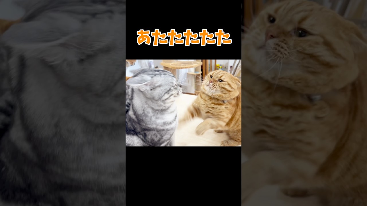 怖いと思っていた娘が実は... #猫 #マンチカン #shorts