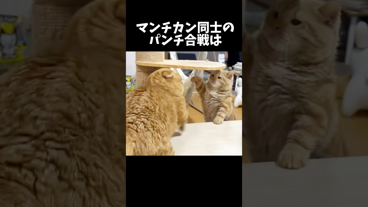 マンチカン同士のパンチ合戦は... #猫 #マンチカン #shorts