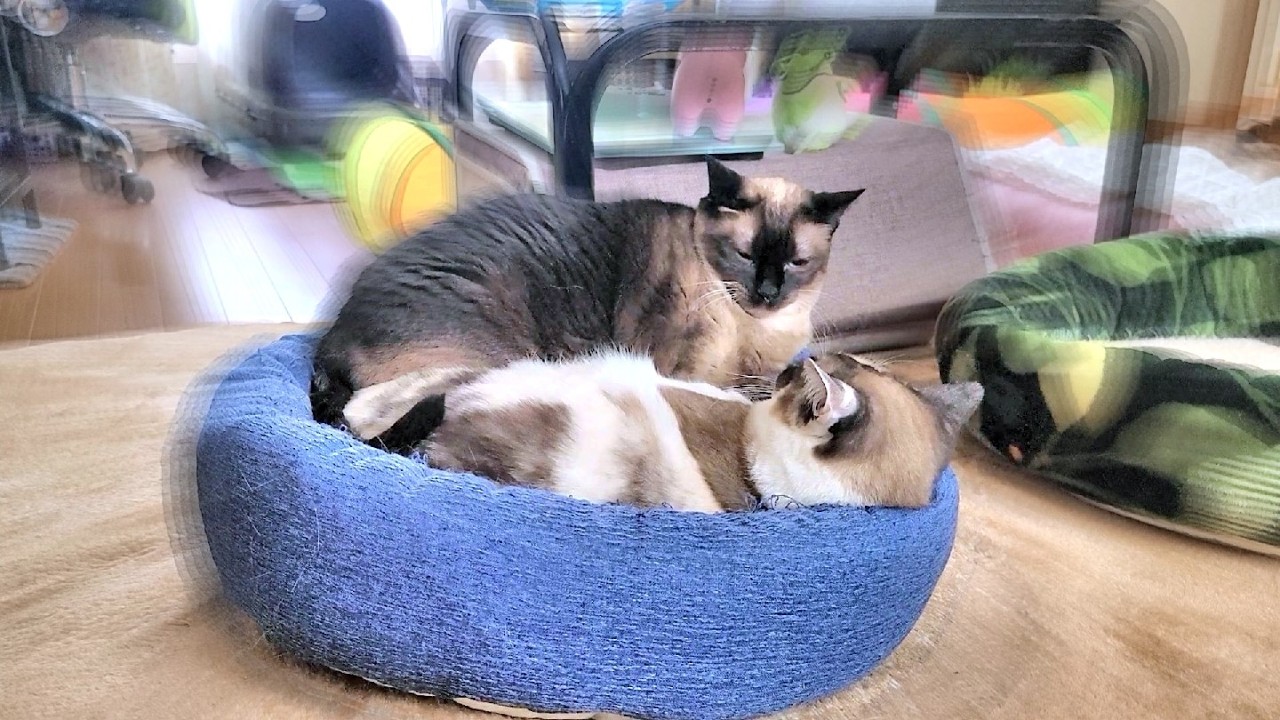 「たまには一緒に寝ようや」とシャム猫がペポ猫のベッドへ潜り込んだ結果🛏