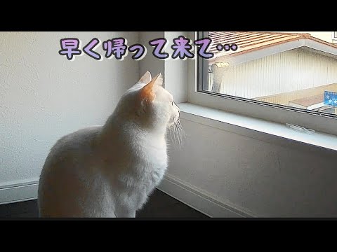 2泊3日家族旅行、猫一人お留守番はさすがに…泣