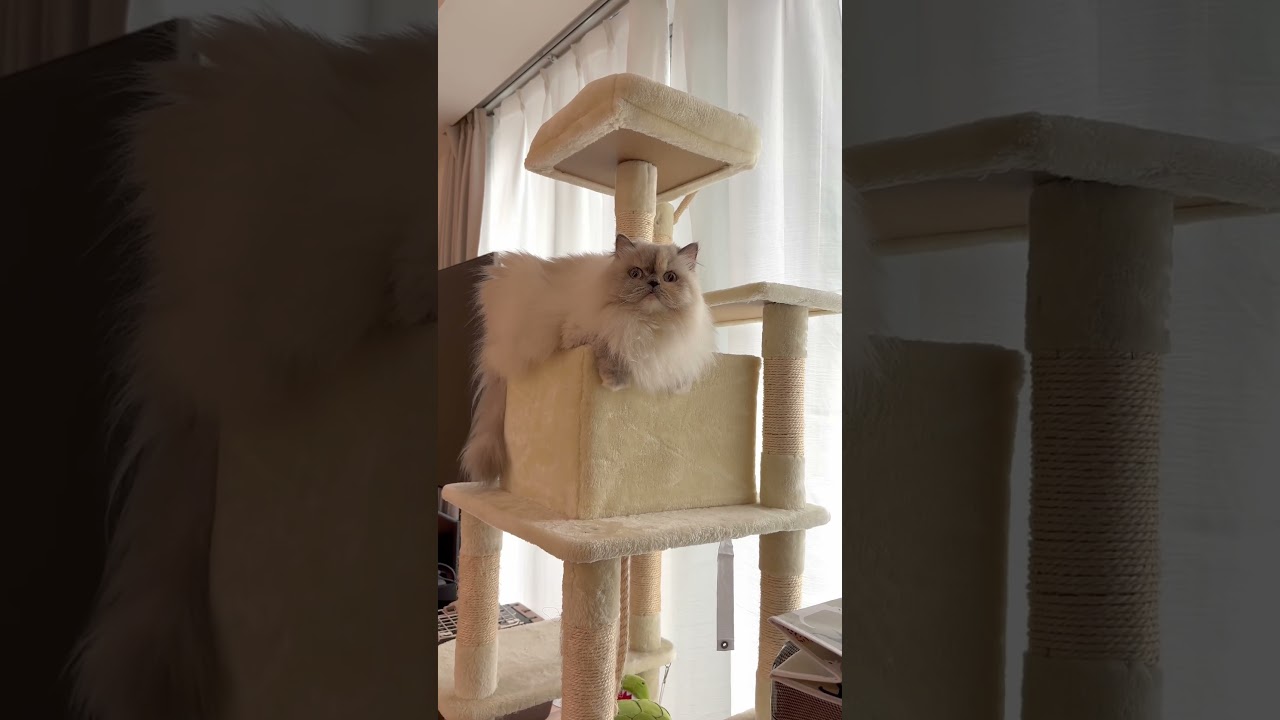 珍しくキャットタワーのってる😳 #ヒマラヤン