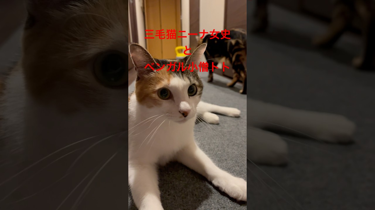 何気ない時間 #shorts #cat #猫 #ねこ #三毛猫 #ベンガル
