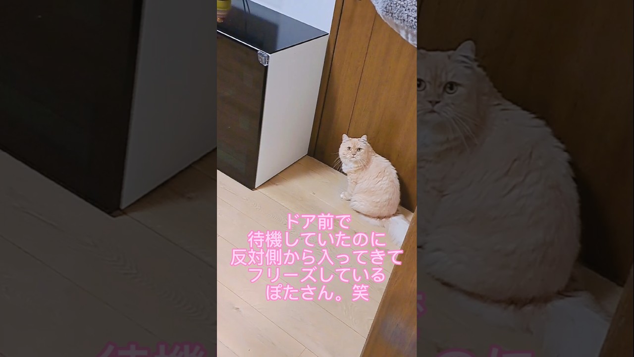 【保護猫】飼い主待機のドアを間違えて恥ずかしいのをしれっと誤魔化す猫が笑える