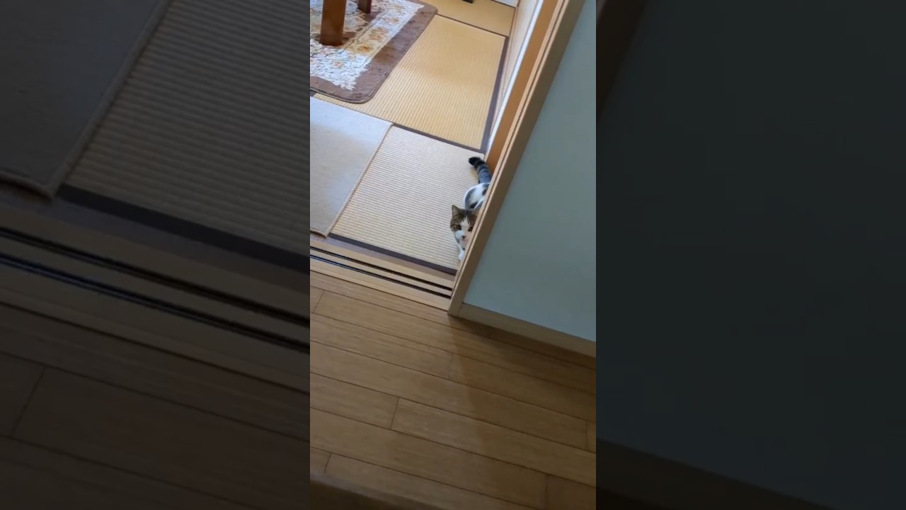 ちびレオンとかくれんぼ　#shorts  #マンチカン　 #可愛い猫