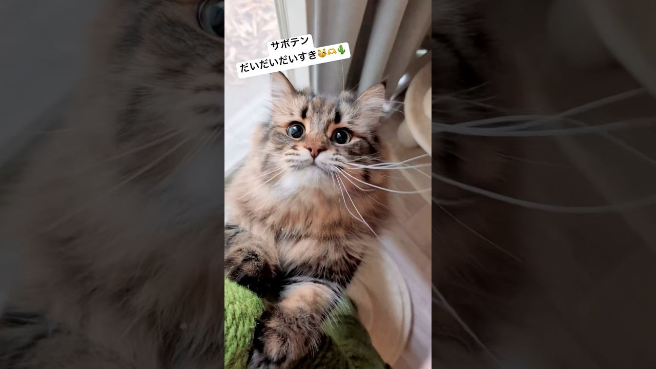 だいすきなサボテン🌵#猫 #サイベリアン #爪研ぎ